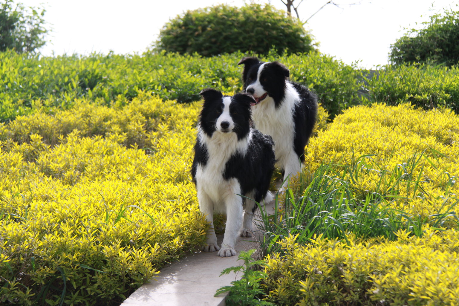 狗狗吃老鼠药催吐后怎么调理,给狗狗催吐后怎么养肠胃