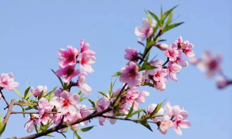 春美人美花也美,假日赏花怎么打扮?