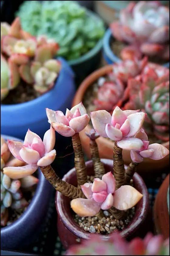 直播间不退不换的韩货,未来直播带货会持续红火吗