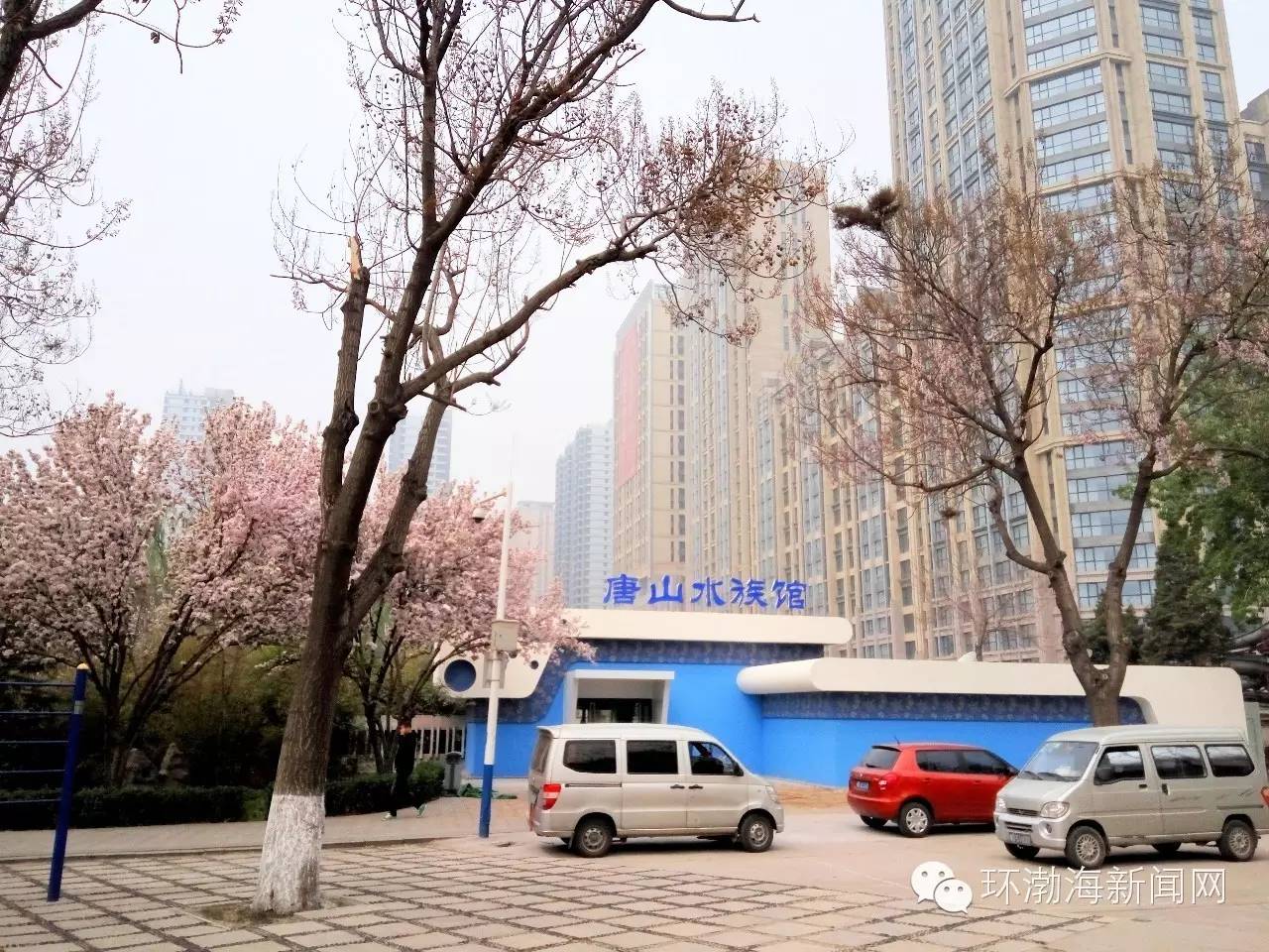 唐山大钊公园海棠,唐山新闻联播今日回放