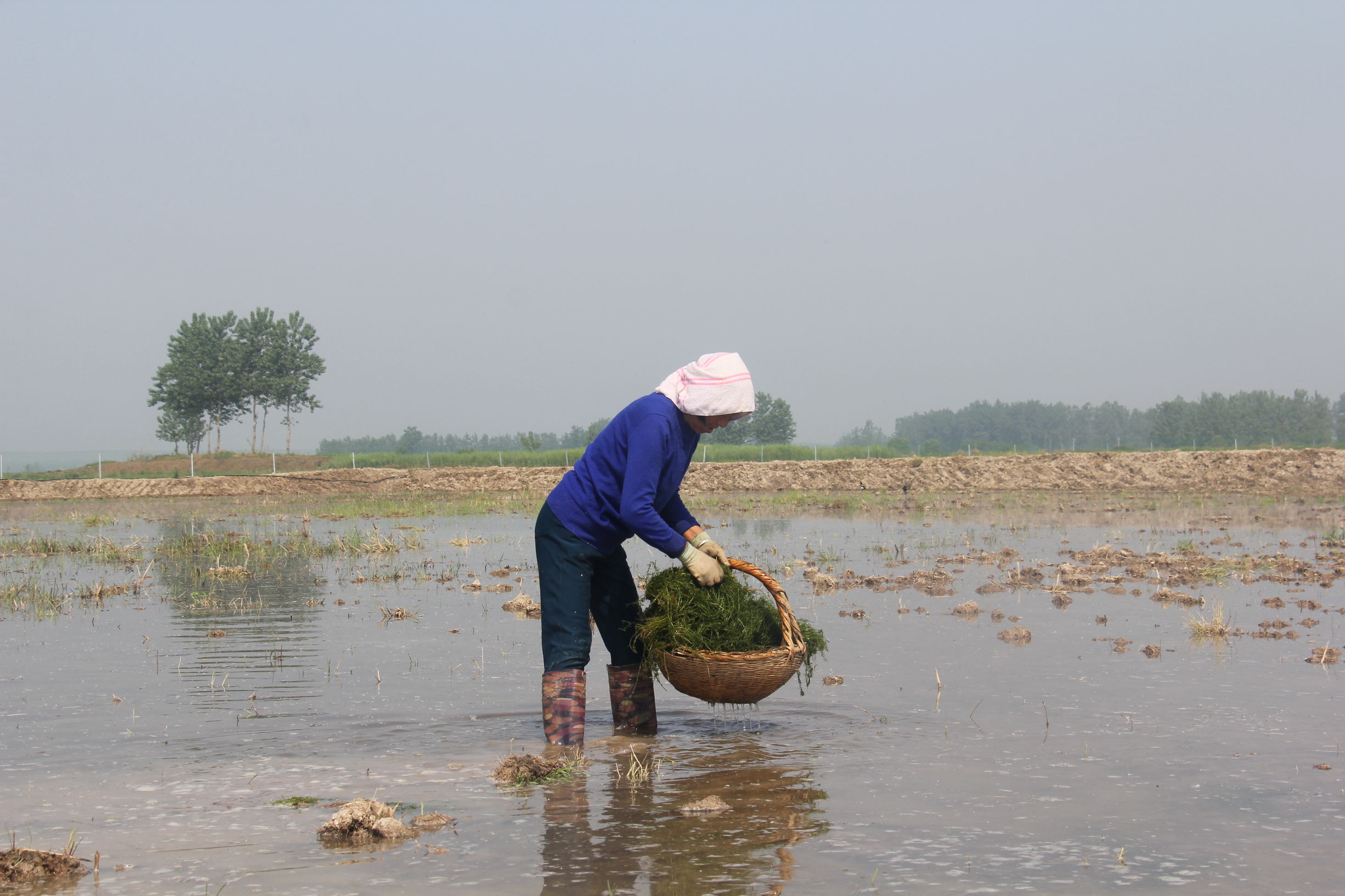 龙虾怎样养殖要注意哪些问题,龙虾怎么样养殖视频