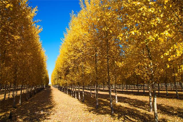 大兴安岭美丽风光,大兴安岭之美