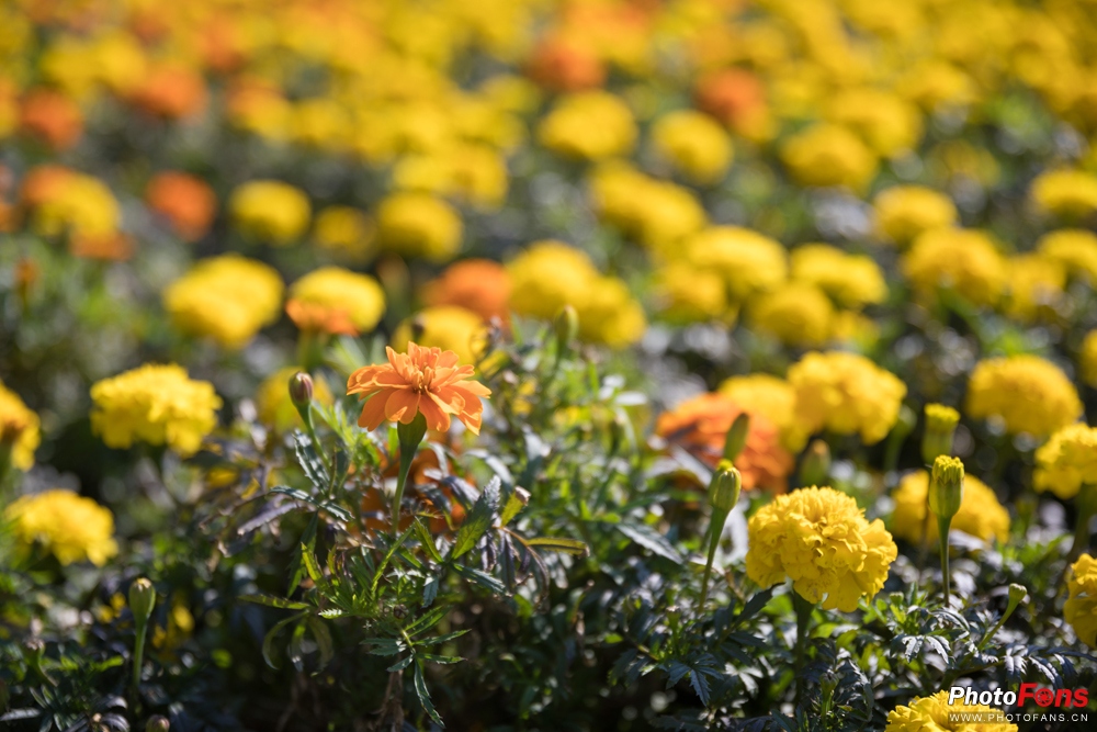 带上跑鞋去旅行,带着马去旅游的车