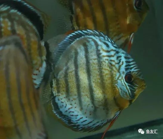 野彩和家彩的饲养区别,野彩到底好不好养