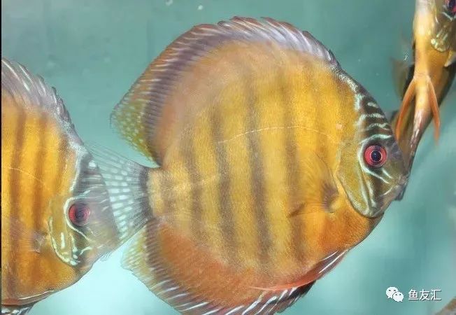 野彩和家彩的饲养区别,野彩到底好不好养