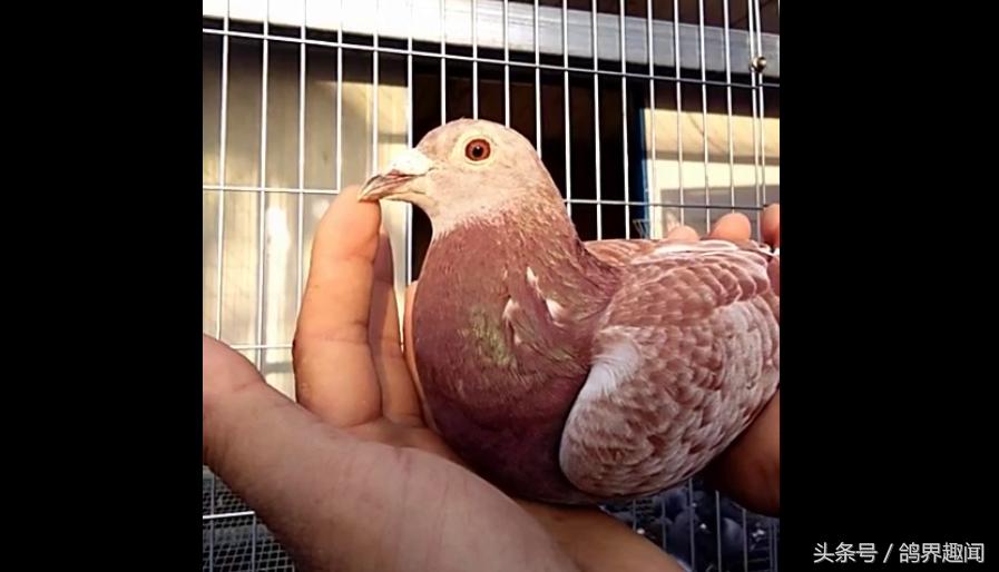 信鸽咳喘是啥原因引起的,鸽子支气管炎怎么引起的