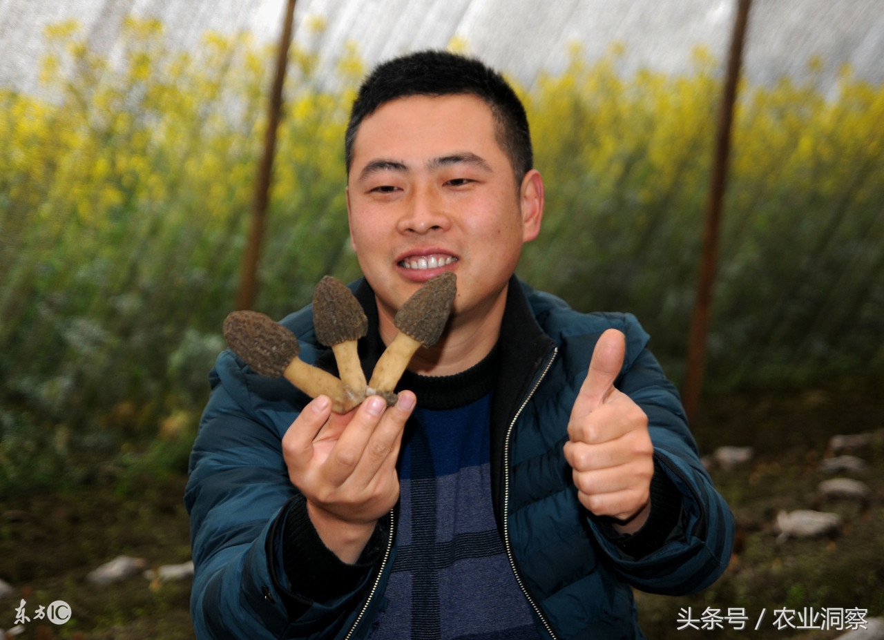 十分钟带你了解羊肚菌种植,羊肚菌种植收益排名