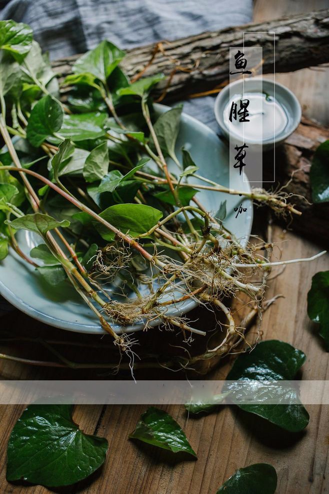 【健康课堂】—鱼腥草，清热消炎防辐射，提高免疫力，治疗宫颈炎