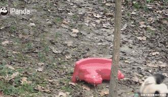 网友家的猫坐键盘上，偶然竟打出这几个字，可以说，细思极恐了！