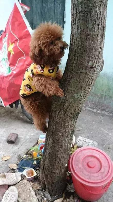 网友家的猫坐键盘上，偶然竟打出这几个字，可以说，细思极恐了！