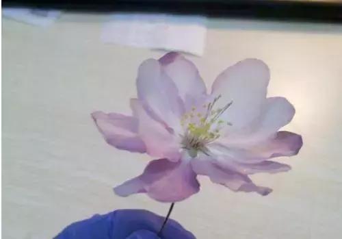 怎么把鲜花做成标本不会枯萎,透明树脂胶怎么制作鲜花标本