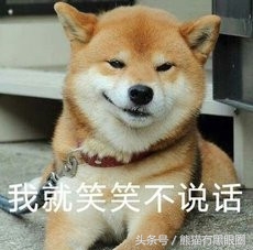 不掉毛的宠物犬,哪种宠物犬不掉毛无体臭