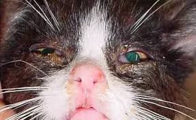 猫咪为什么总流泪偏红色,猫咪为什么会泪眼