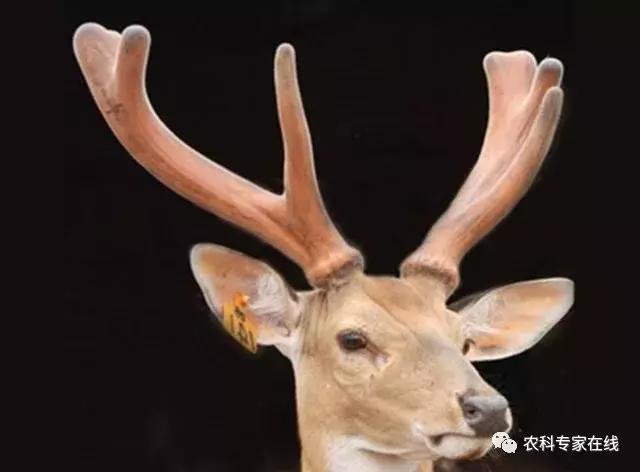 李春义|直径10厘米的伤口,1分钟止血,6天痊愈,谁是幕后推手?