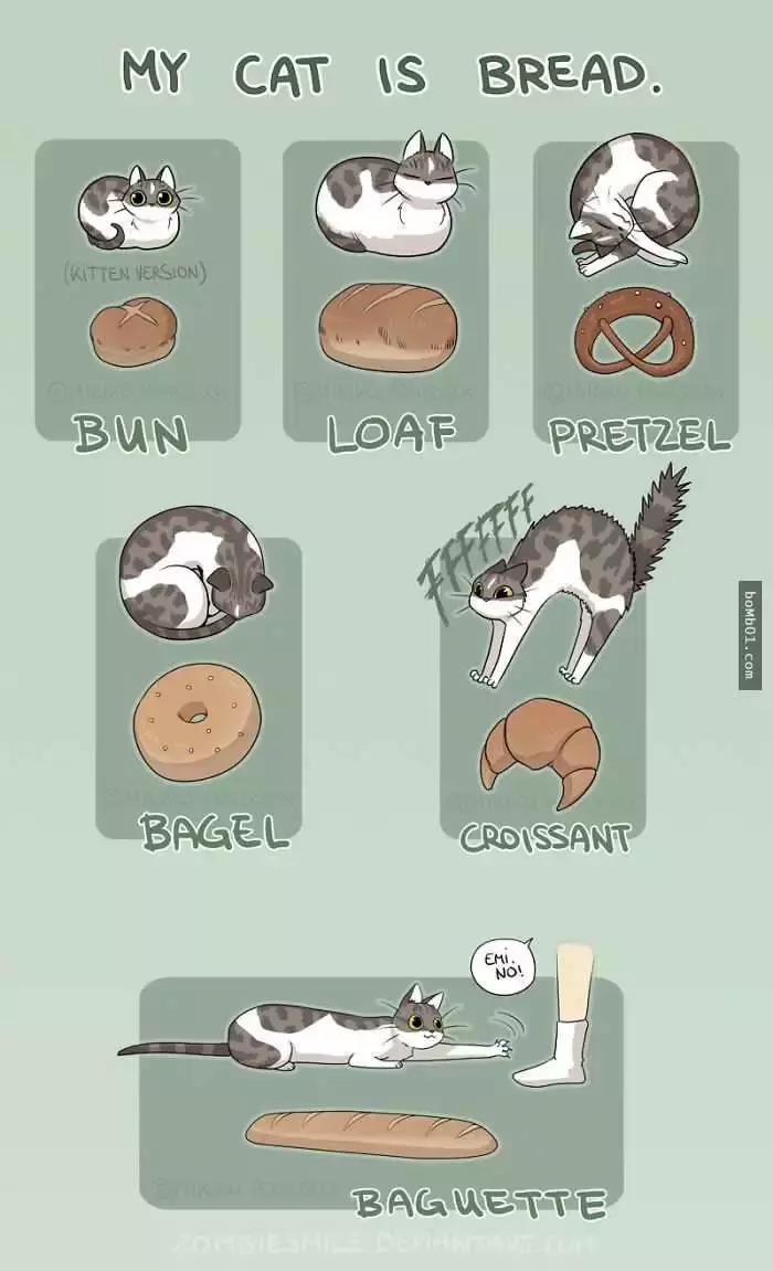 传说中猫有九条命分别是啥,传说中有9条命的猫