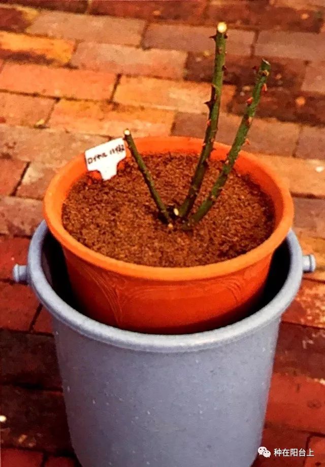 艳慕地中海风格的蔷薇鲜花拱门吗？十步骤即可在你家阳台上实现！