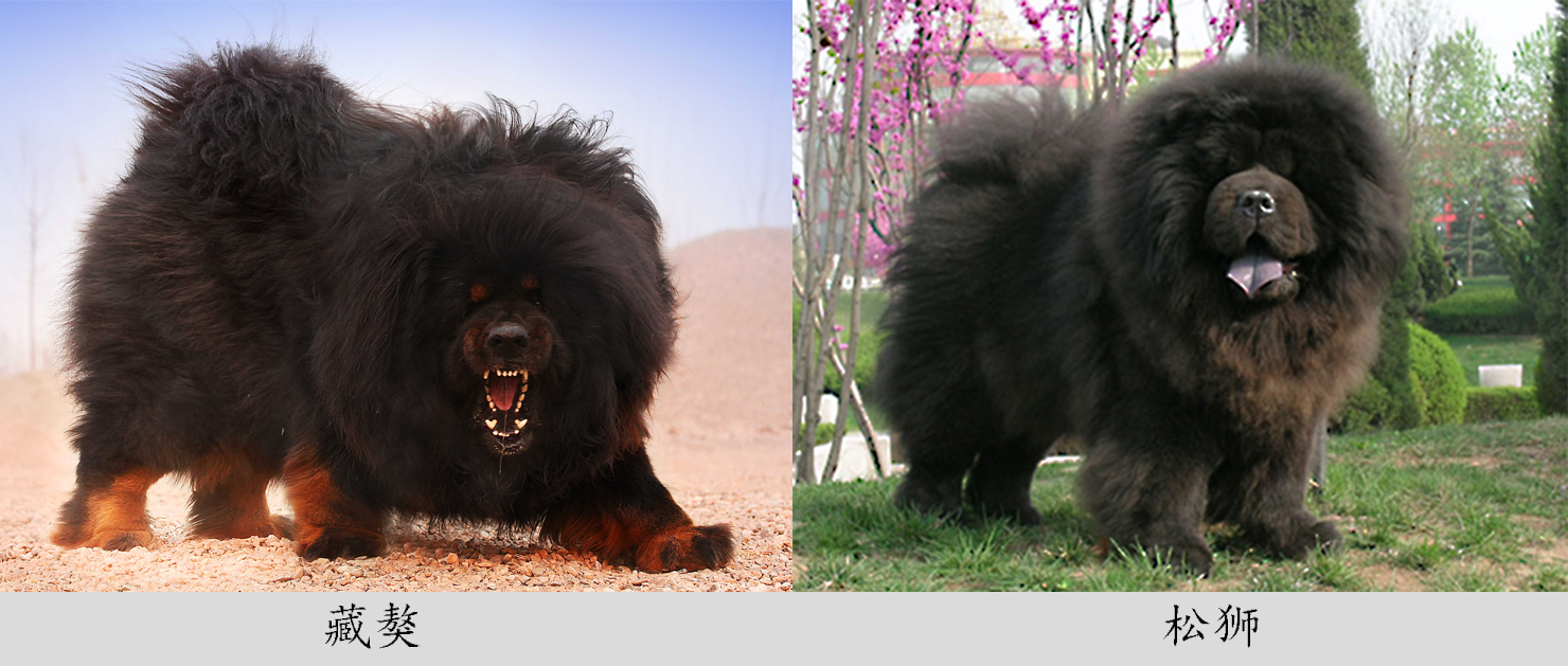 让你一眼分辨出真假“美猴王”——藏獒和松狮（第八期）
