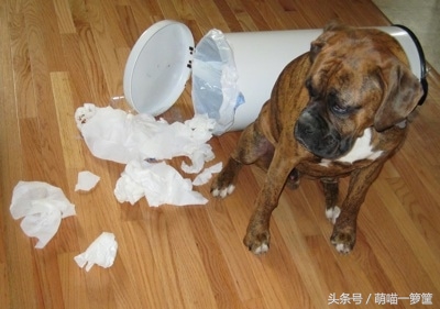 狗狗经常挨揍会怎样,狗狗挨训还笑