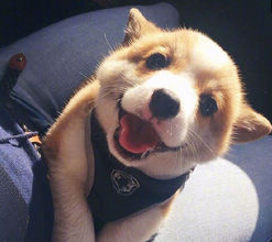 幼犬的养护基本知识,幼犬注意事项及护理方法