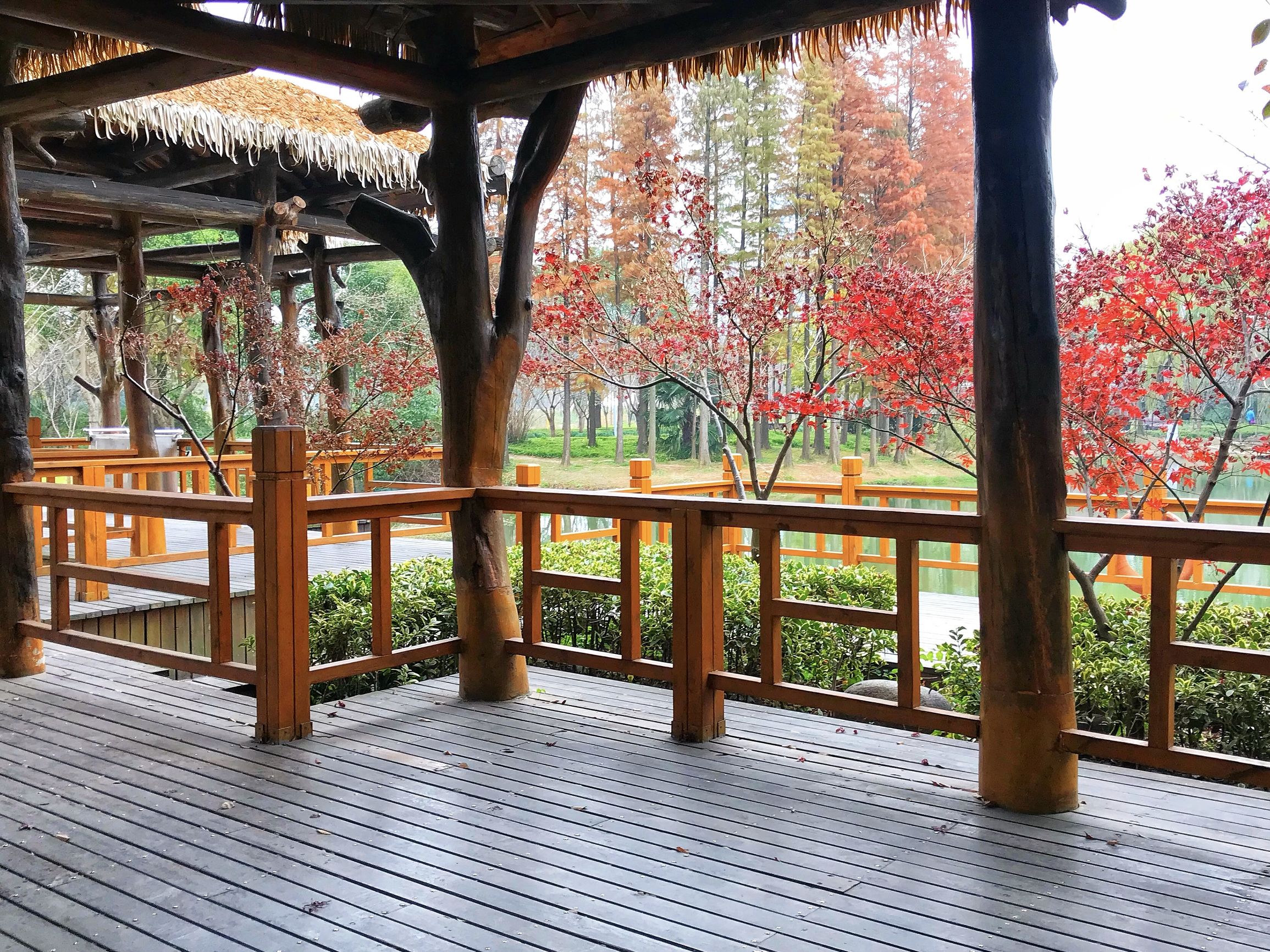 上海浦东世纪公园秋季,上海浦东新区世纪公园