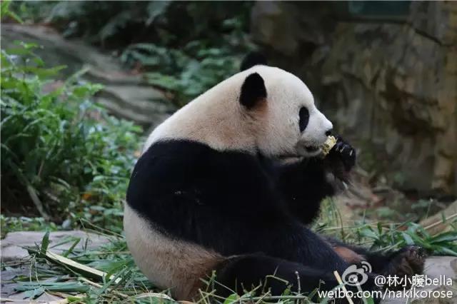 两大一小广州长隆亲子游攻略,最新广州长隆带娃游玩攻略2天