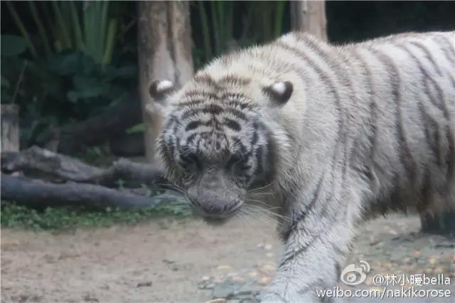 两大一小广州长隆亲子游攻略,最新广州长隆带娃游玩攻略2天