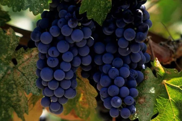 假进口葡萄酒,真正的酒知识大全