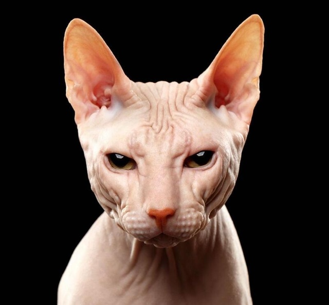 大中小！so？你家主子属于哪种？