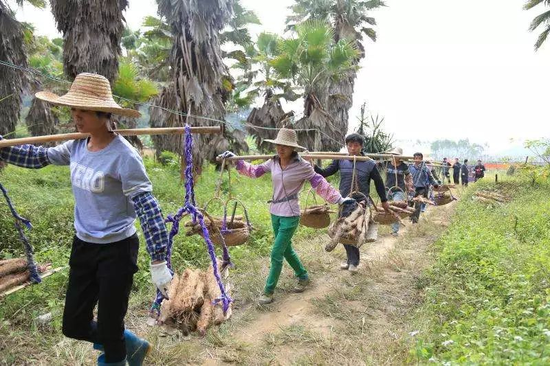 南方人参批发市场,正宗东北人参产地直销