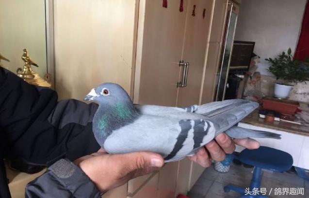 养鸽人的十大特征,养鸽子为什么要重视幼鸽