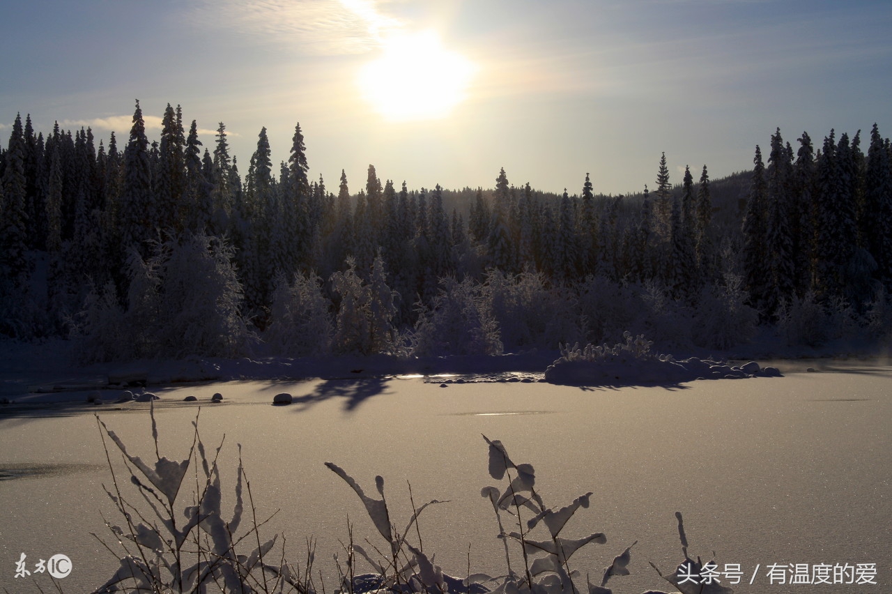信鸽支气管炎怎么治疗,如何判断鸽子得了支气管炎