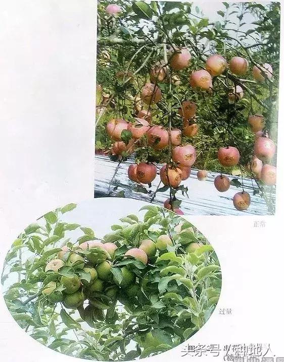 汪景彦苹果树傻瓜式修剪技术详解,傻瓜式苹果小树修剪技术