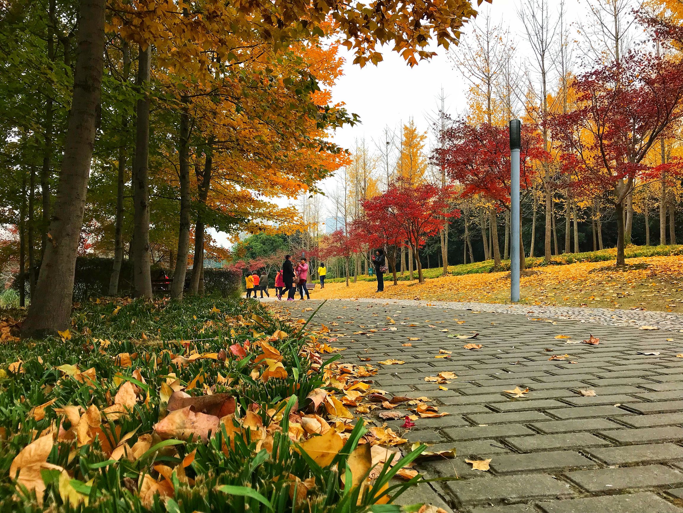 上海浦东世纪公园秋季,上海浦东新区世纪公园