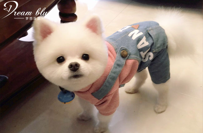 手把手教宠物美容,自己在家做个宠物美容怎么样