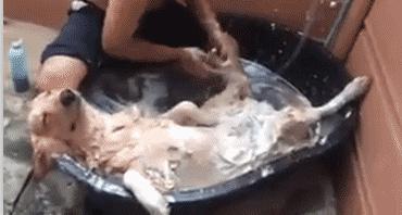 自己在家如何给狗狗做清洁,怎么自己在家给狗狗做内外驱虫