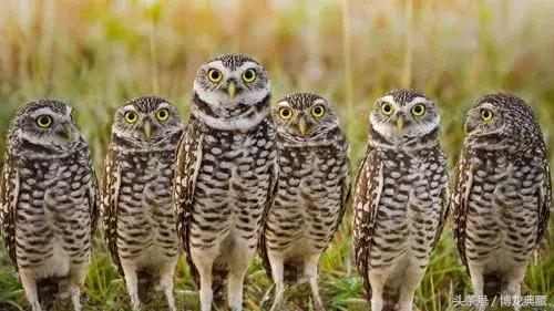 来！聊聊世界杯战场上的“飞禽走兽”们