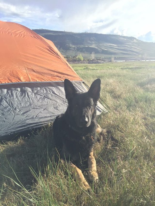 反差萌！怕嚇到路人主人帮温柔狼犬戴蝴蝶结