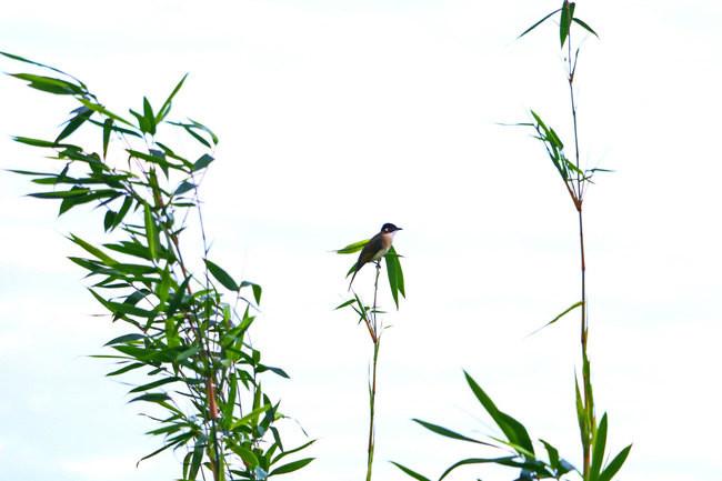 三亚市最美的景色拍摄,拍摄美丽三亚