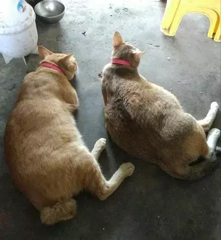 北方的猫过冬靠暖气,那南方的猫靠啥?