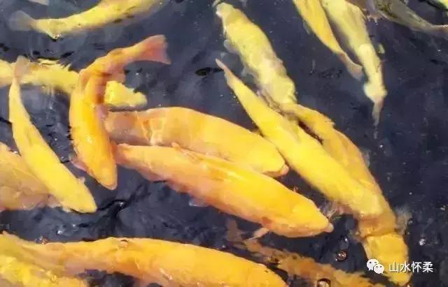 双十二优选好物,怀柔土特产有哪些值得买