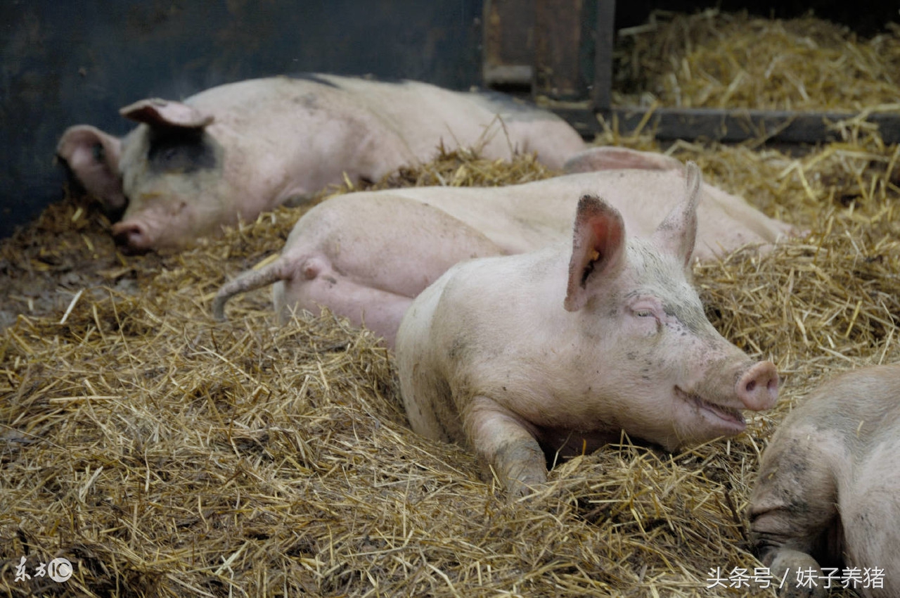 大肥猪出栏时应激怎么办,肥猪呕吐黄水是什么病用什么药