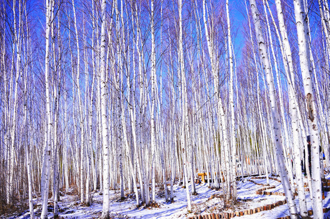 漠河旅游包车全景图,漠河旅游包车拼车攻略