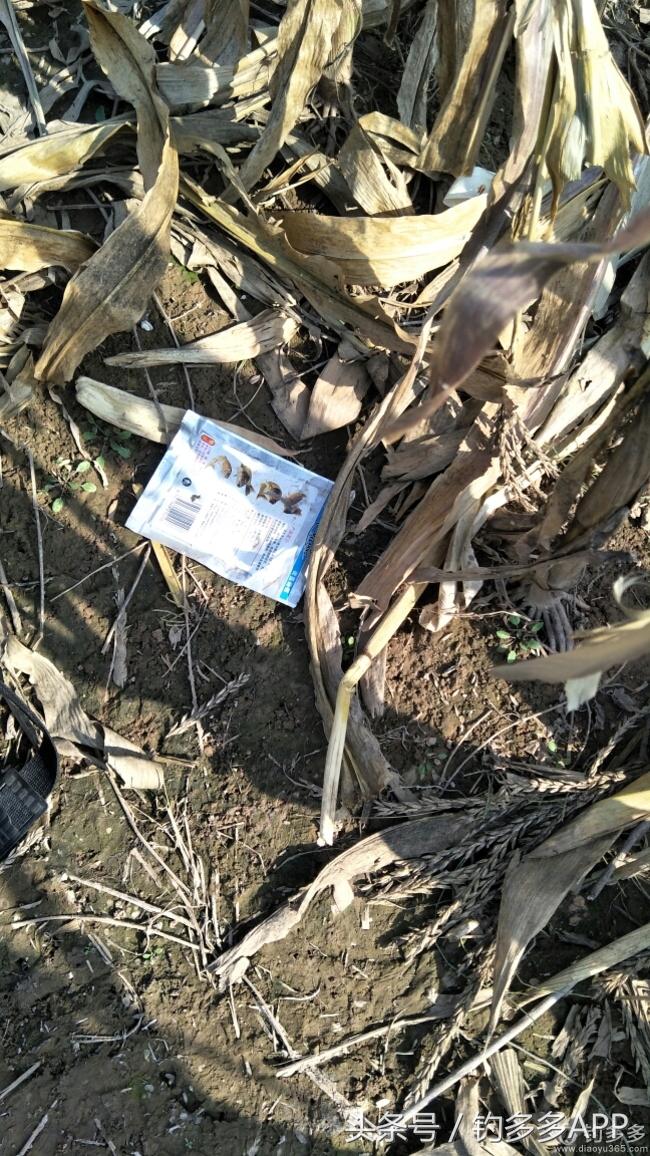 冬钓封竿,冬钓鲫鱼爆护