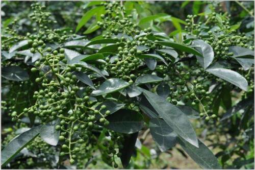 古代烹饪要哪些特殊调料,古人烧菜用什么香料