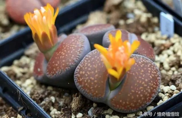 那些年，让*欲人**罢不能的屁屁！美呆了！