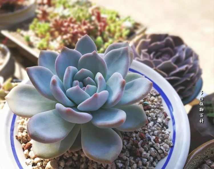 与多肉作伴,与多肉相伴的视频