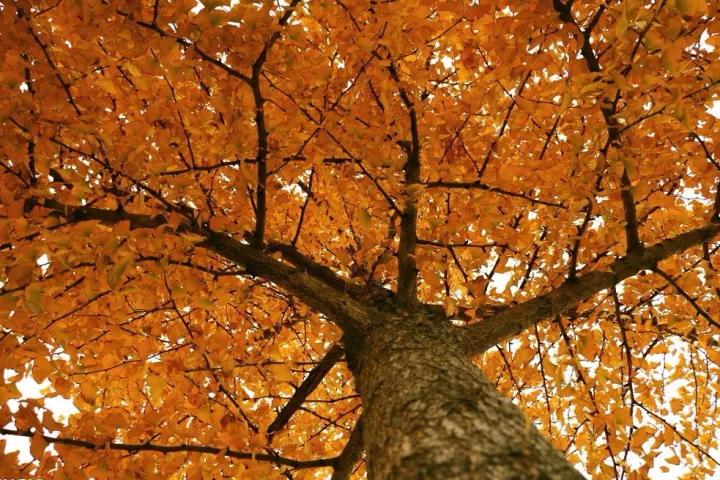 禅意的银杏,银杏的禅意