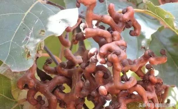 恩施山里野果小时候的味道,恩施野果大全