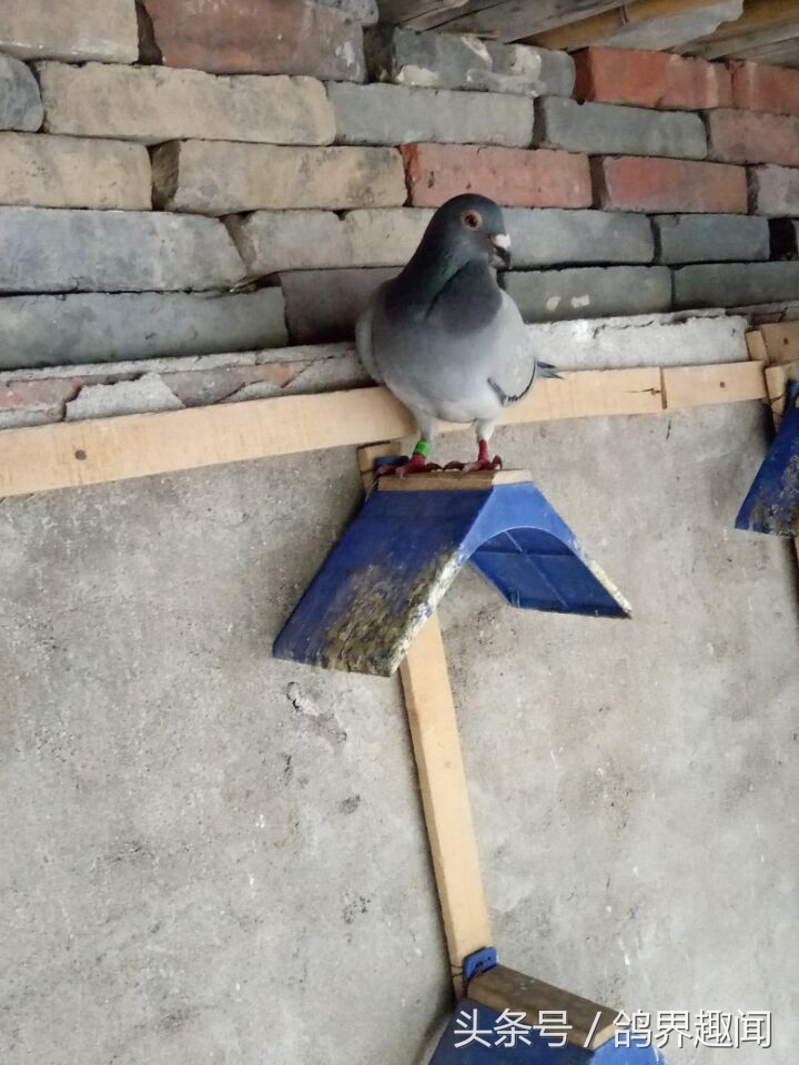 养鸽子没笼子如何去养,新手应该养几只鸽子才容易开家