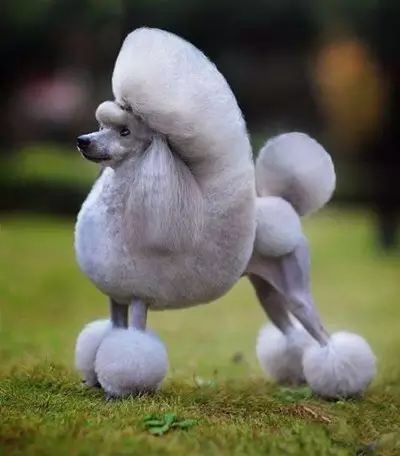 泰迪和贵宾分不清主人,泰迪贵宾脸好不好看